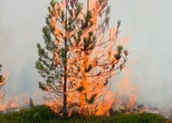 Dita e katërt e zjarrit në Tërbun/ Flakët shkrumbojnë sipërfaqe me pisha, kërkohet ndërhyrje urgjente nga ajri