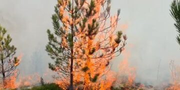 Dita e katërt e zjarrit në Tërbun/ Flakët shkrumbojnë sipërfaqe me pisha, kërkohet ndërhyrje urgjente nga ajri