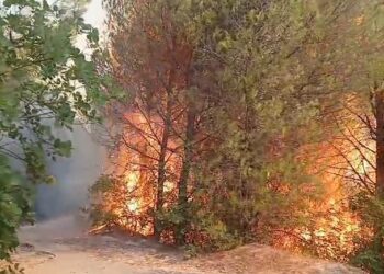 Mbrojtja Civile: 35 vatra zjarri në 24 orë, 8 ende aktive, vijojnë operacionet në Tiranë, Krujë dhe Dibër