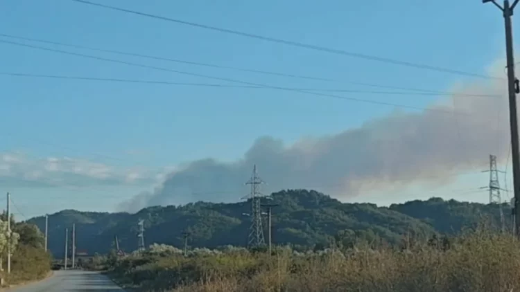 Zjarri masiv në kodrat me ullishte në Kreshpan të Fierit, banorët: Mund të jetë i qëllimshëm