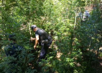 Operacion kundër kultivimit të kanabisit në Qafështamë, dëgjohen të shtëna me armë