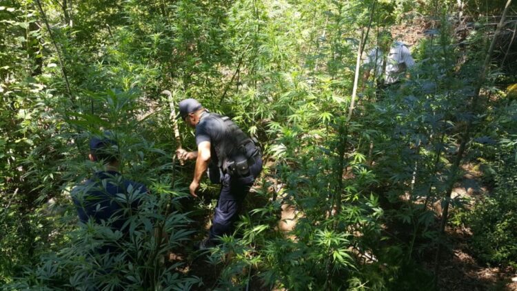 Operacion kundër kultivimit të kanabisit në Qafështamë, dëgjohen të shtëna me armë