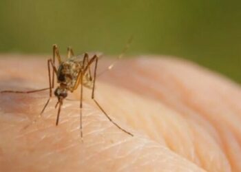 Konfirmohet rasti i dytë i infektimit me virusin e Nilit Perëndimor në Shqipëri