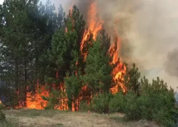 Zjarri në Mat del jashtë kontrollit, evakuohen disa familje dhe rrezikohen banesa dhe stane