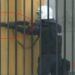 Situatë e rrezikshme në bulevard! Efektivët e policisë nisin të qëllojnë me plumba gome drejt të rinjve