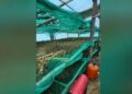 Spanjë/ Arrestohen 4 shqiptarë për kultivim kanabisi, sekuestrohen 220 kg marijuanë