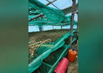 Spanjë/ Arrestohen 4 shqiptarë për kultivim kanabisi, sekuestrohen 220 kg marijuanë