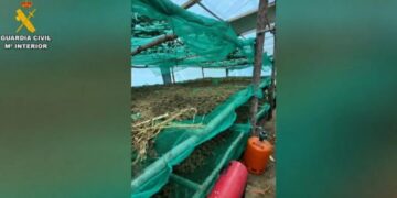 Spanjë/ Arrestohen 4 shqiptarë për kultivim kanabisi, sekuestrohen 220 kg marijuanë