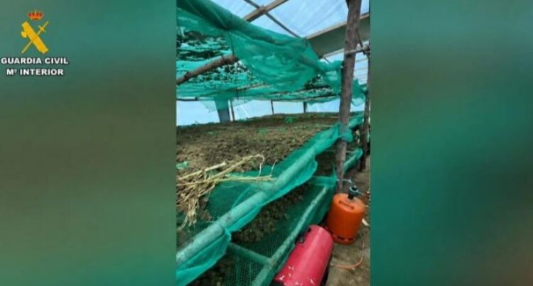 Spanjë/ Arrestohen 4 shqiptarë për kultivim kanabisi, sekuestrohen 220 kg marijuanë