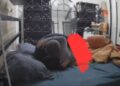 Videot intime/ Policia e Tiranës zgjeron hetimet, thirren për të dhënë deklarime personat në pamje