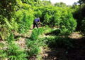 Qeveria përcakton rregullat për cannabis-in mjekësor dhe industrial