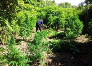 Qeveria përcakton rregullat për cannabis-in mjekësor dhe industrial