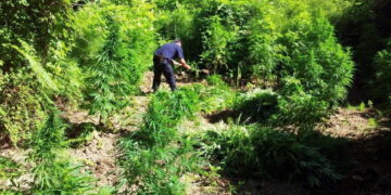 Qeveria përcakton rregullat për cannabis-in mjekësor dhe industrial