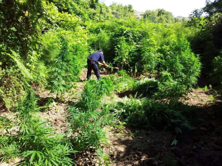 Qeveria përcakton rregullat për cannabis-in mjekësor dhe industrial