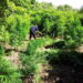 Qeveria përcakton rregullat për cannabis-in mjekësor dhe industrial