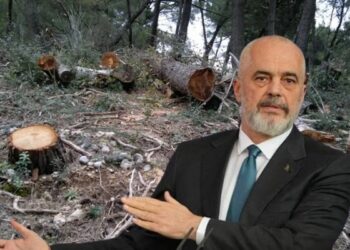 Raporti i OKB: 100 mijë hektarë pyje në Shqipëri “u zhdukën”