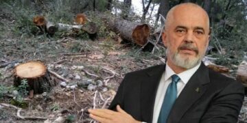Raporti i OKB: 100 mijë hektarë pyje në Shqipëri “u zhdukën”